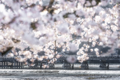 桜の季節がやってきた9