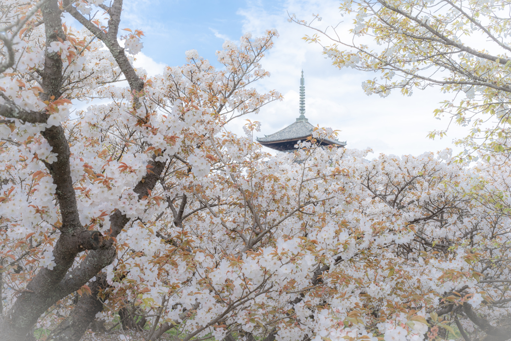 仁和寺御室桜1