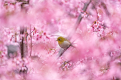 桜とメジロ3