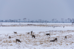 鹿がいっぱい