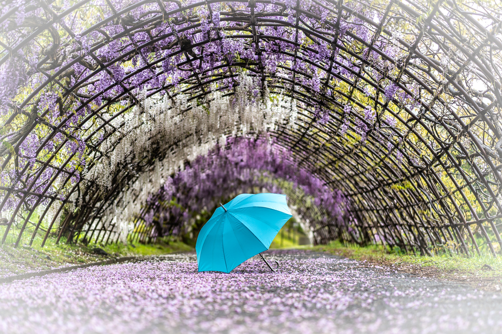 河内藤園1回目の1