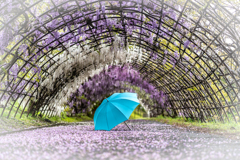 河内藤園1回目の1