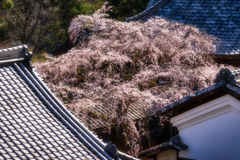 桜の季節がやってきた3