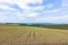 セブンスターの裏側