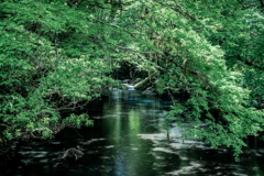 川面の緑