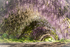 河内藤園3回目の1