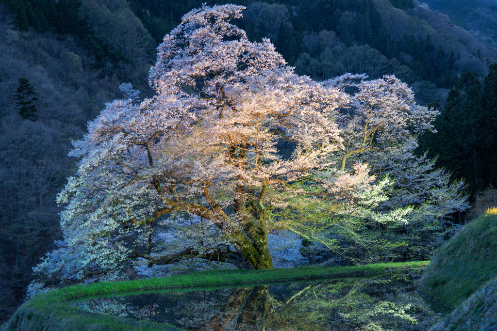 駒つなぎの桜2