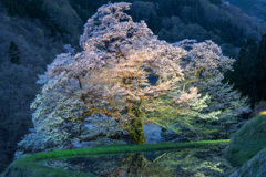 駒つなぎの桜2