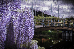 夜のあしかがフラワーパーク2