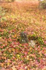 秋の圓光寺2
