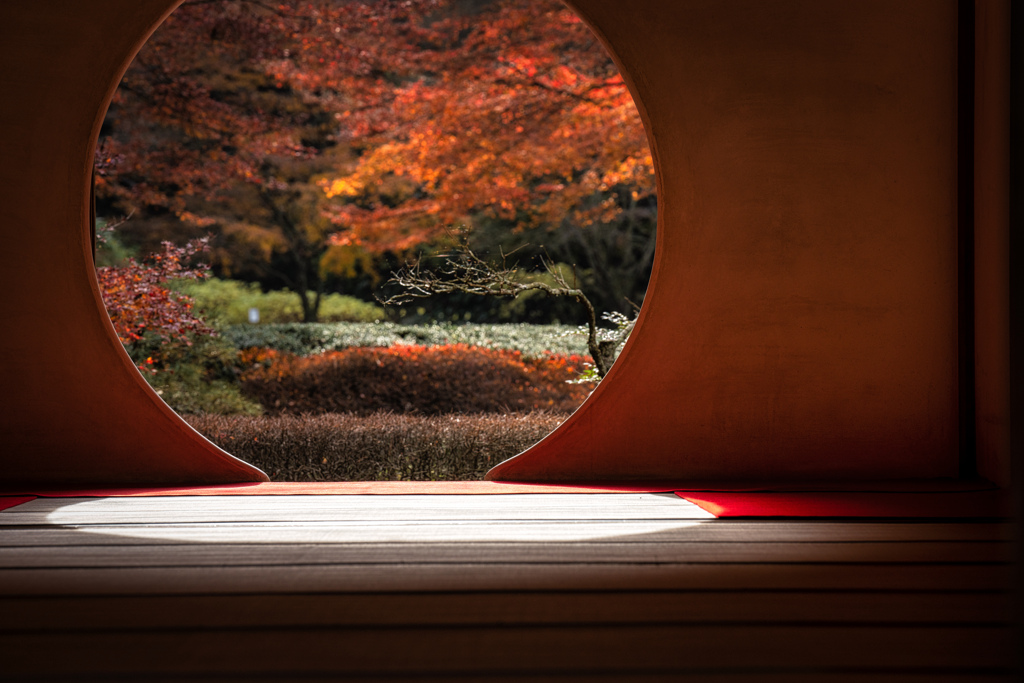 秋の明月院2
