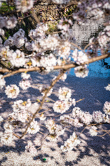 哲学の道花筏4