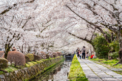 哲学の道5