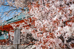 平安神宮1