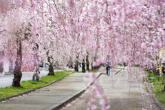 日中線しだれ桜並木4