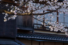 春の祇園白川2