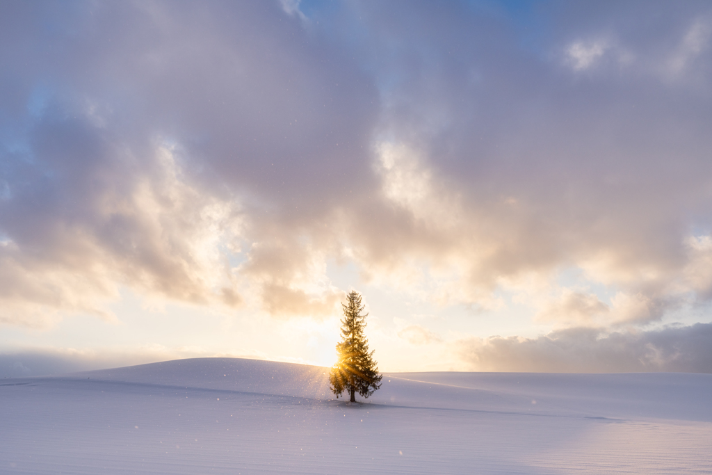 クリスマスツリーの夕景3