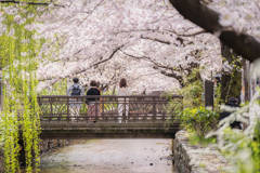 木屋町散歩1