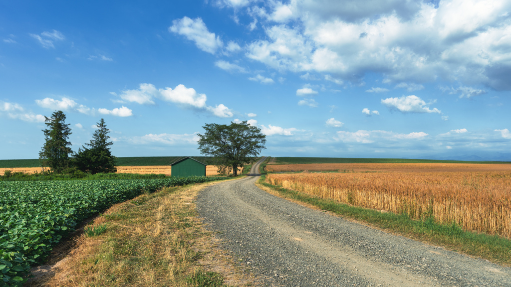 緑の小屋と一本の木