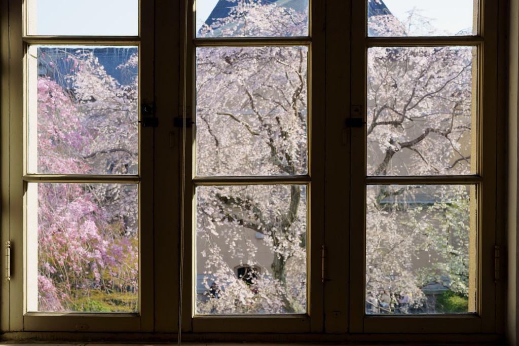 府庁の桜2