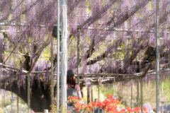 あしかがフラワーパーク8