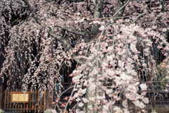 立本寺