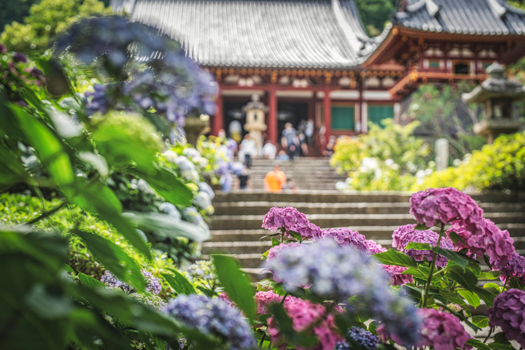 矢田寺6