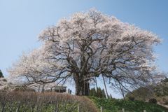 醍醐桜2