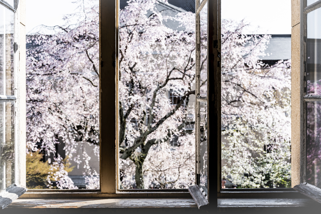 府庁の桜3
