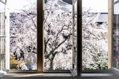 府庁の桜3