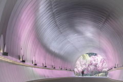 桜色のトンネル2