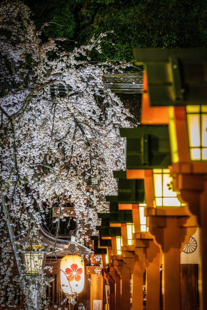 夜の平野神社1