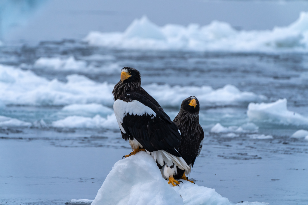 氷上のオオワシ3
