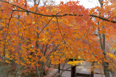 秋の常寂光寺