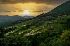 丸山千枚田2