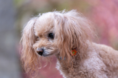 犬を撮る