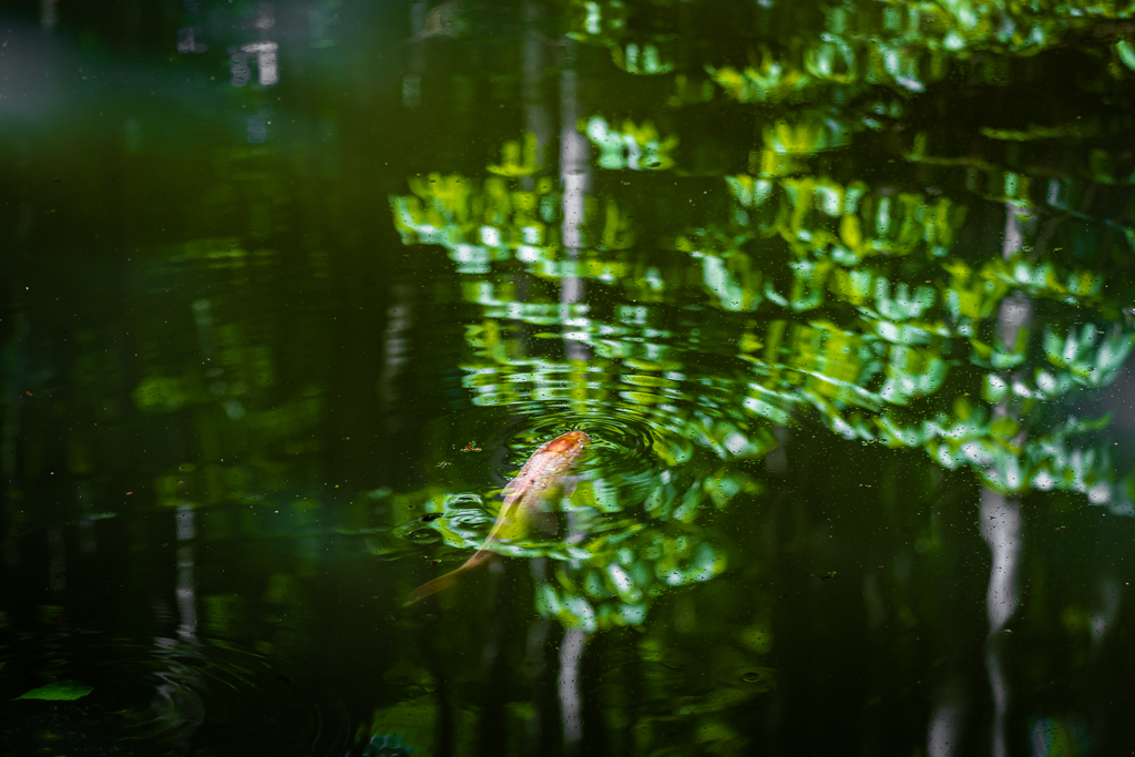 池の鯉