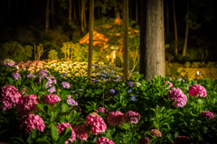 三室戸リターンズ3