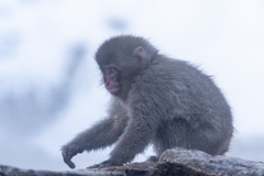 スノーモンキー3