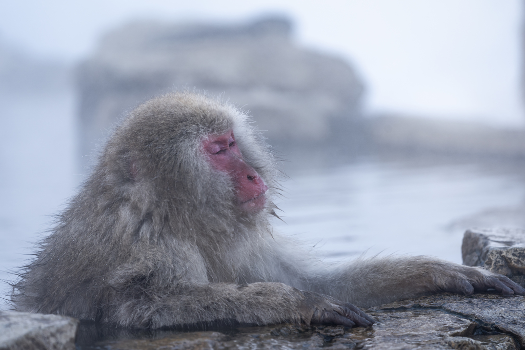 湯中の猿2