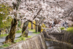 哲学の道2