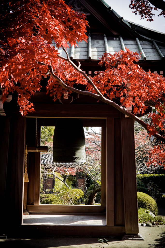 秋の海蔵寺1