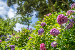 下田の紫陽花5