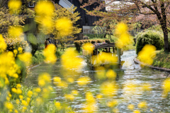 十石舟と花筏6