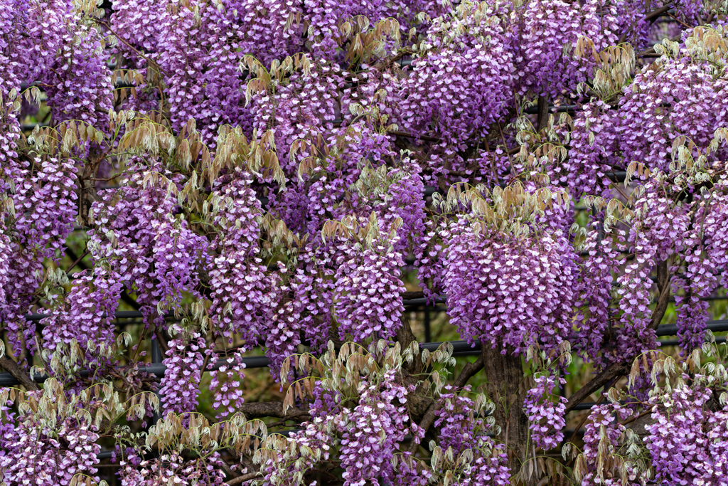 河内藤園2回目の2