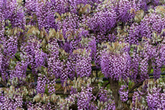 河内藤園2回目の2