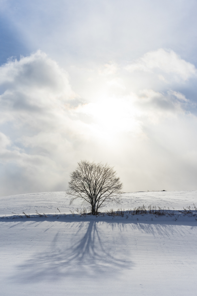 ブロッコリー？　2