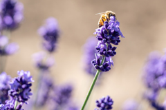 蜂とラベンダー1