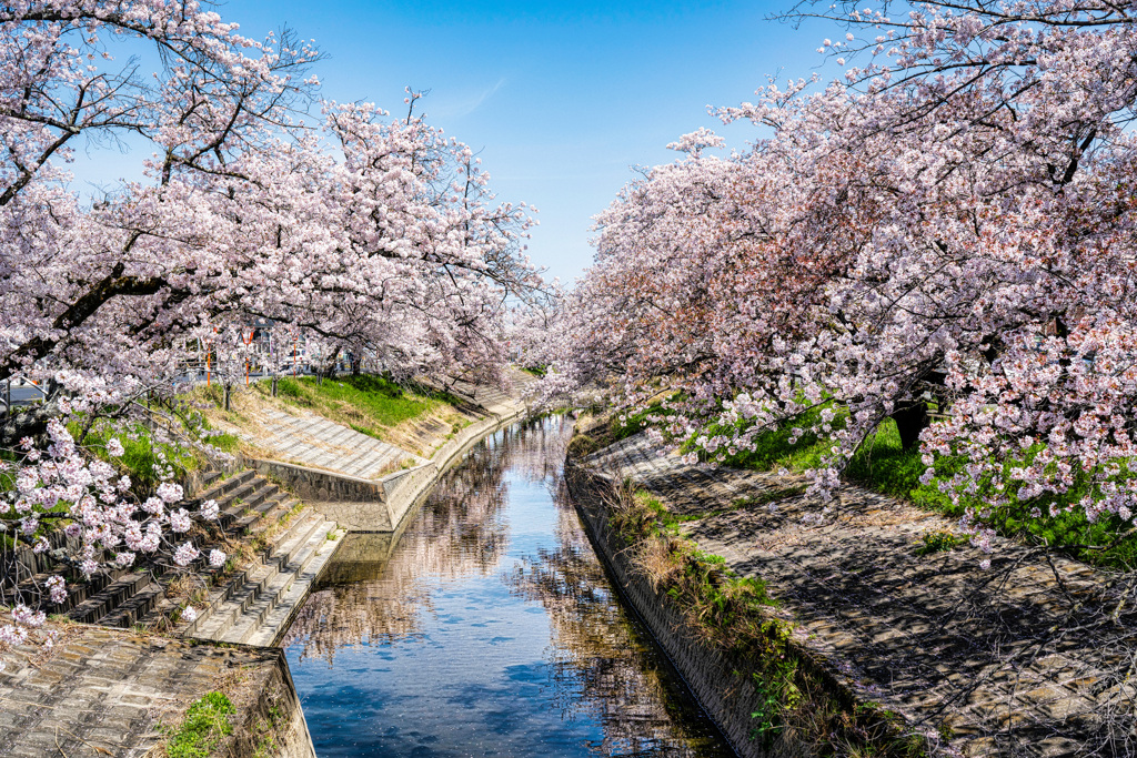 高田千本桜1