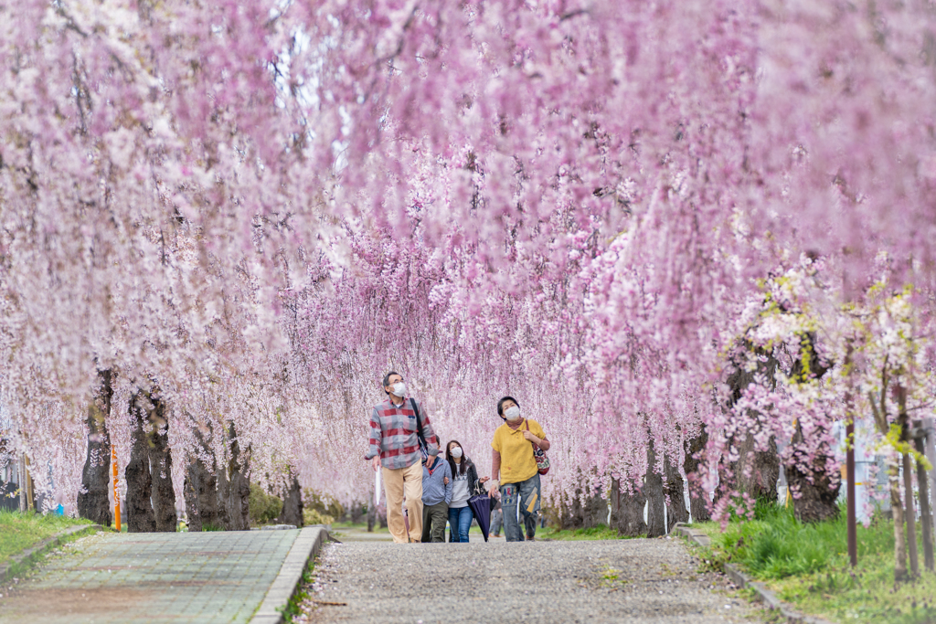 日中線しだれ桜並木1